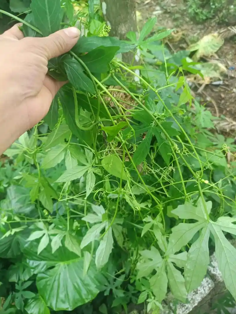 酒喝多了喝点凉茶 - 抖音