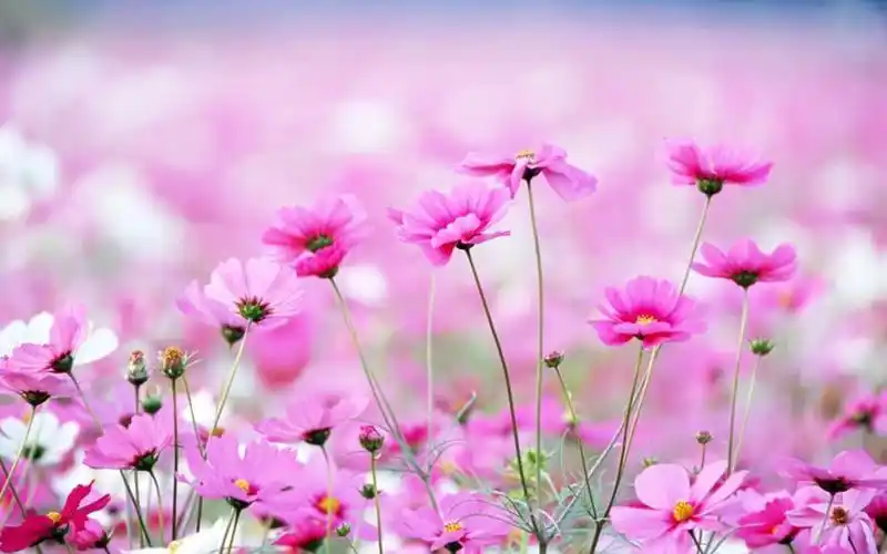 首页 桌面壁纸 植物壁纸 清新护眼红色花卉图片电脑壁纸 1920_1200