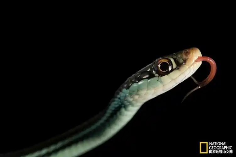 国际蛇日,"魔鬼"也有华丽的一面