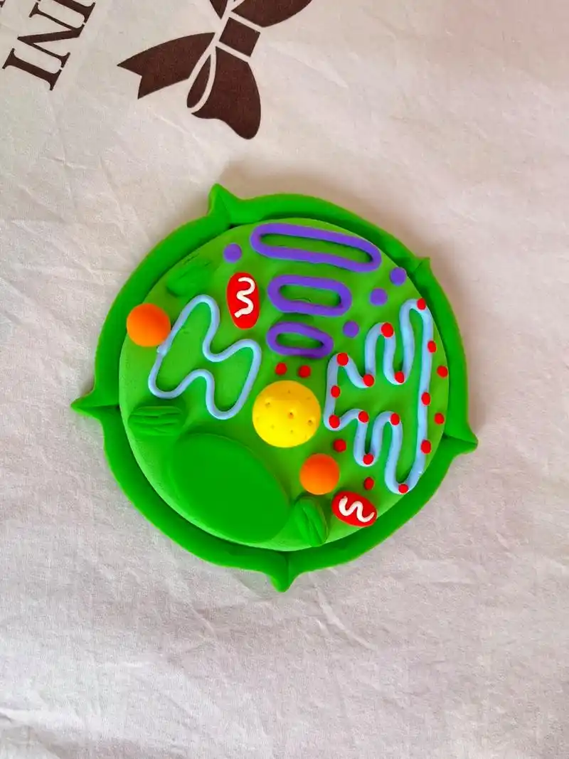 细菌单细胞模型生物细胞模型非常好 生物真核细胞模型初高中手工动物