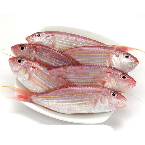 京战 速运捕捞新鲜红衫鱼红杉鱼金线鱼金丝鱼海鲜水产 红衫鱼(4-6条
