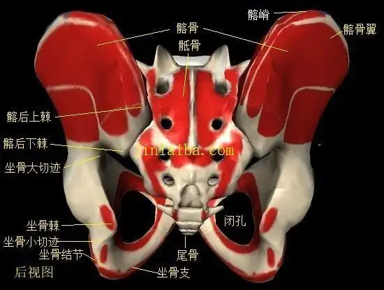 坐骨大切迹和坐骨小切迹则是坐骨上两个比较显著的"拐弯儿"