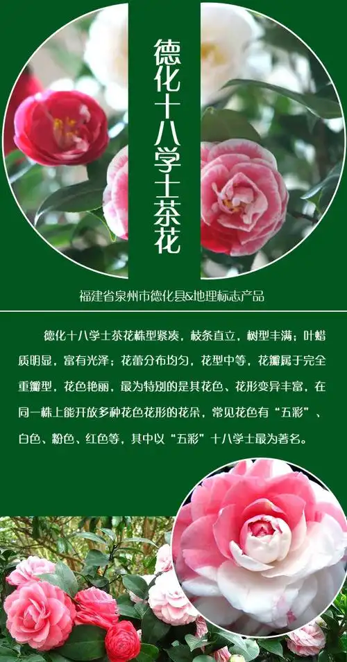 德化十八学士茶花