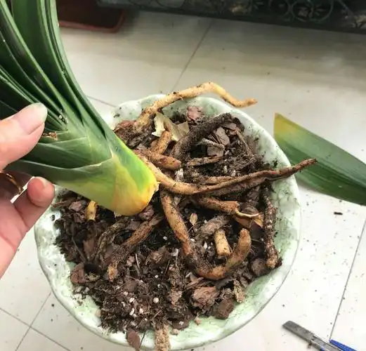 养花专家给出的四招让烂根的君子兰快速生根技巧,招招对症下药_养护