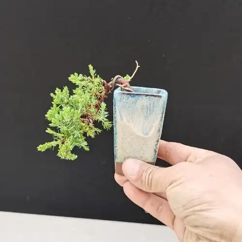 新西兰微型小品盆景拇指盆景珍珠地柏小盆景珍珠地柏小盆栽植物 小