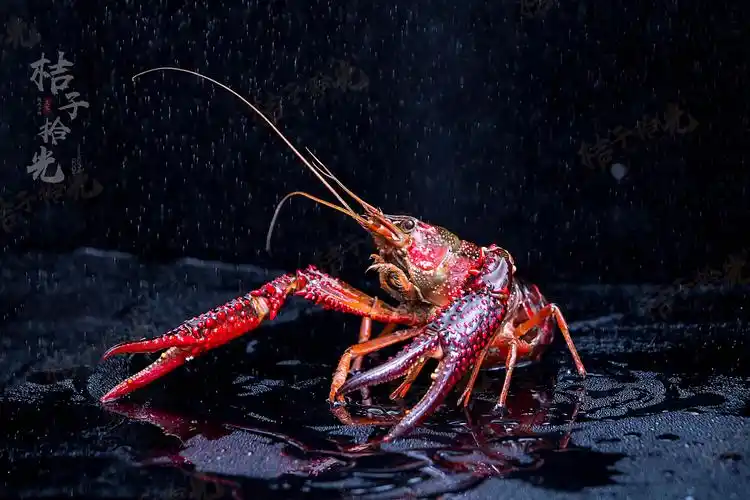 超跑龙虾