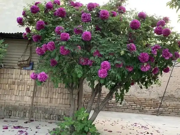 庭院四季常青不怕晒又耐寒的花树(5种老花树)(10)