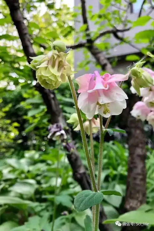 你的名字 | 科学出版社赏花图鉴|榆叶梅|植物|悬铃木|油松_网易订阅