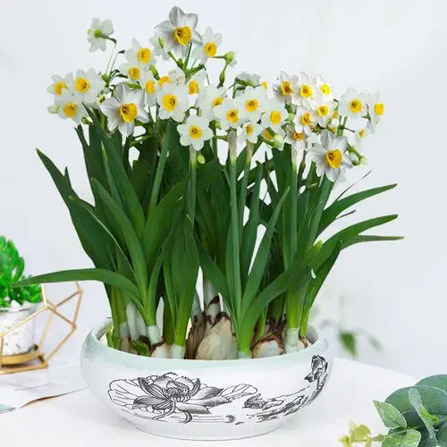 种子花卉特级盆栽水仙花水培漳州种球