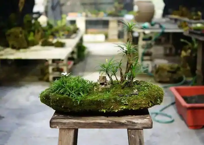 捡一片青苔做成盆景