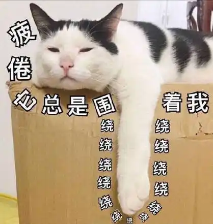 疲倦它总是围绕着我(猫咪)_猫咪_疲倦_围绕_总是表情