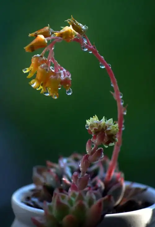 可爱的多肉开花了