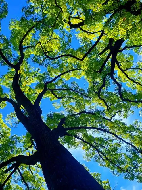 喜欢抬头看树,仿佛时间被拉长,回到了童年时光.