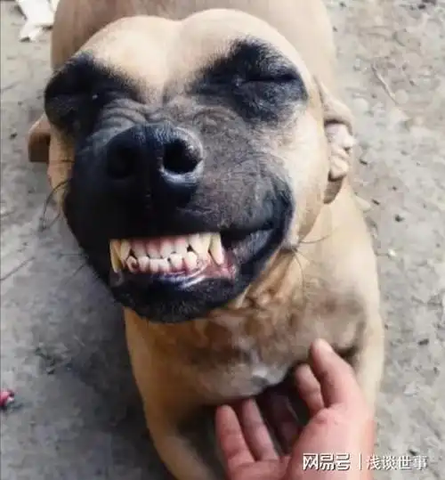 早前外国金毛因为龇牙咧嘴差点被安乐其实狗真的会笑
