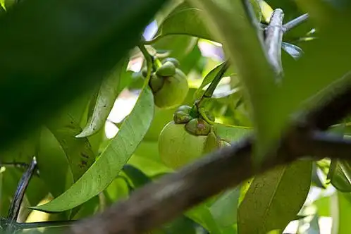 山竹果园山竹树