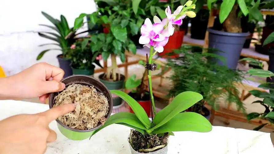 蝴蝶兰怎样养殖