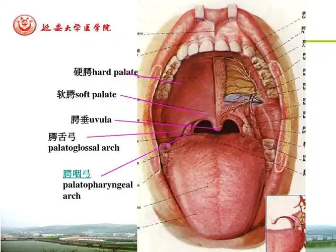腭垂uvula 腭舌弓 palatoglossal arch 腭咽弓 palatopharyngeal arch