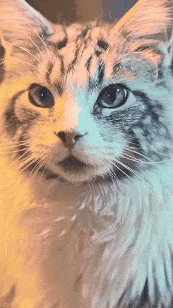 喜欢这只霸气小猫的点个 在看吧!