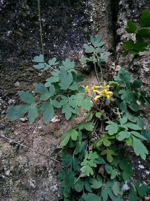 荒野悬崖长出的岩黄连价值高作用多找个盆自己也能养