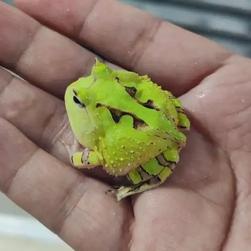 角蛙活体黄金角蛙蝌蚪角蛙活物霸王南瓜皮卡丘角蛙宠物青蛙姥爷.