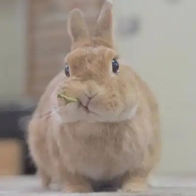 可爱兔子头像真实呆萌萌萌兔子图片大全