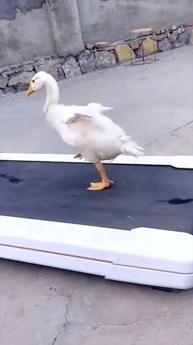 鸭子也会走模特步?气质这一块没输过,直接把我看愣了!