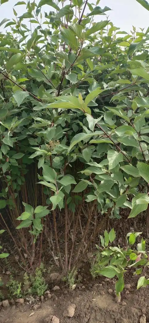 红瑞木,陕西红柳基地,营养钵红瑞木篱