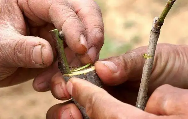 砧木和接穗之间的亲缘关系.