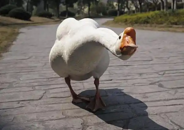 农村的大鹅明明是家禽,为何农民说它是"家畜"?