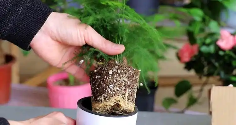 文竹繁殖方法扦插技术