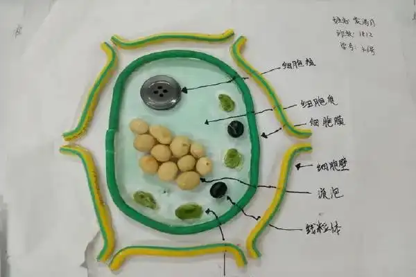 动物细胞模型制作方法