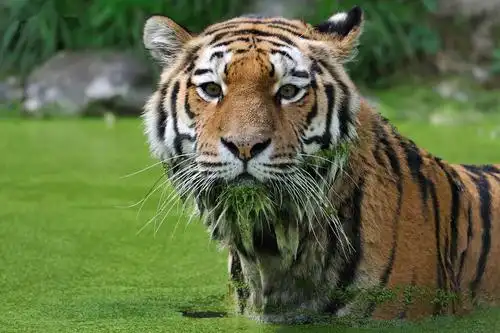 老虎的胡须对老虎有多重要?事实上不亚于鬃毛对雄狮的作用