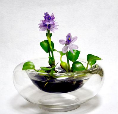 8鱼池水生无土水培抗甲醛水缸里养的植物铜钱草水培苗办公室放绿植已