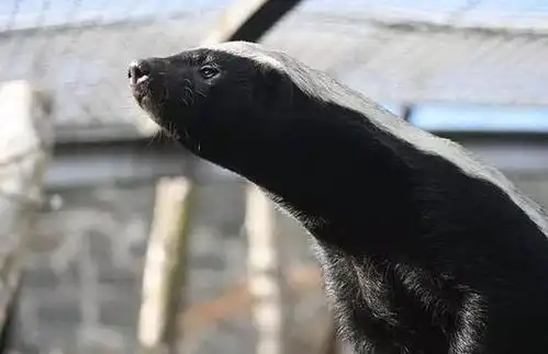 平头哥是什么梗?平头哥蜜獾凶狠你知道吗