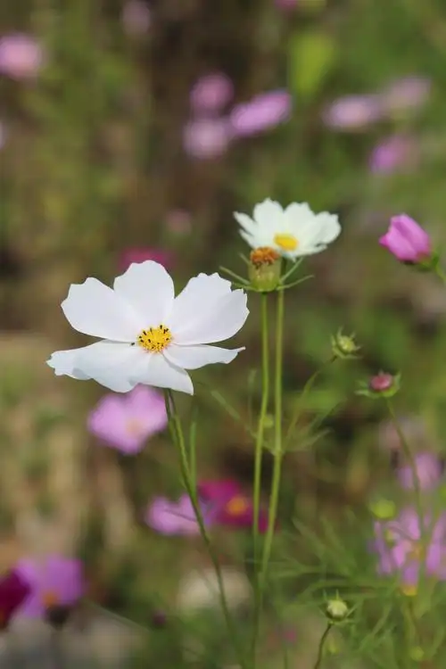 花中仙子——波斯菊
