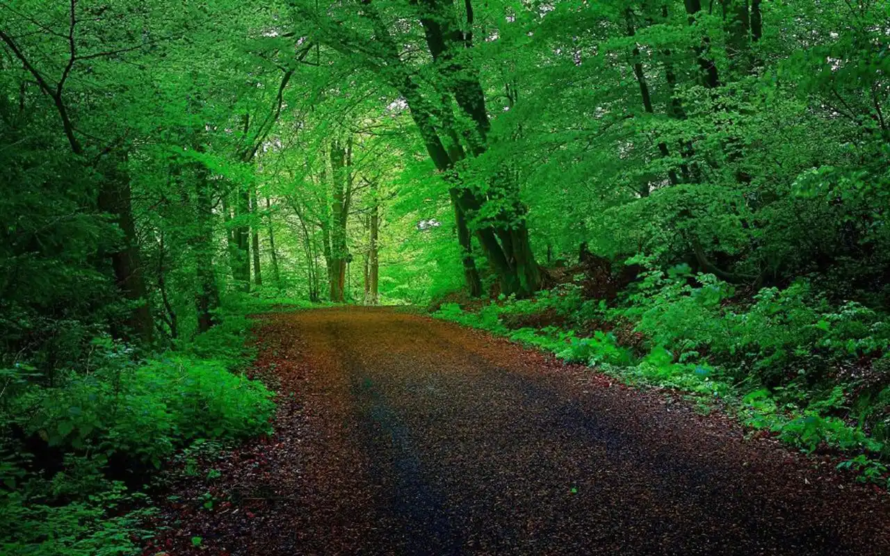 唯美森林小道风景图片桌面壁纸