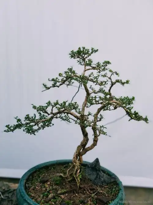 十年六月雪成品老桩_盆景艺术