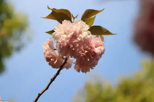 春天里的晚樱花