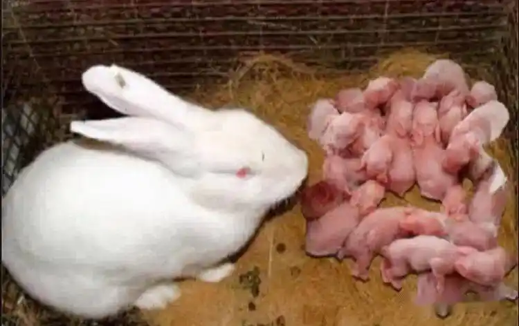 兔子繁殖快农村为什么不养殖兔子致富