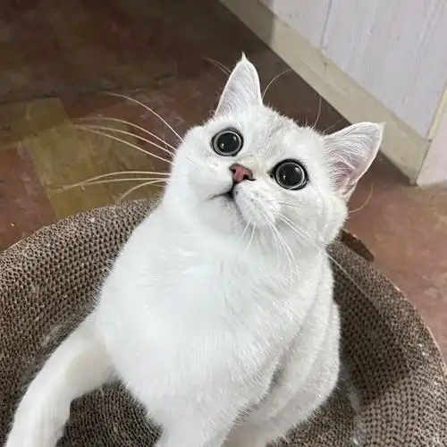 银渐层的眼睛都这么圆大圆大的吗