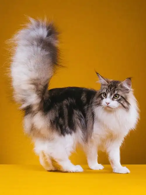 缅因库恩猫的证件照