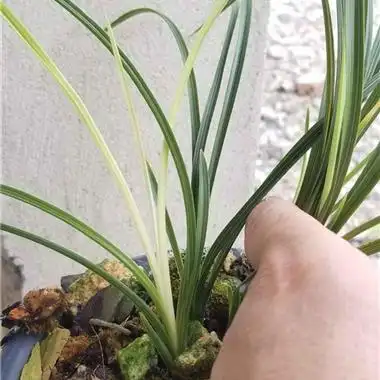 蕙兰雪白变异草