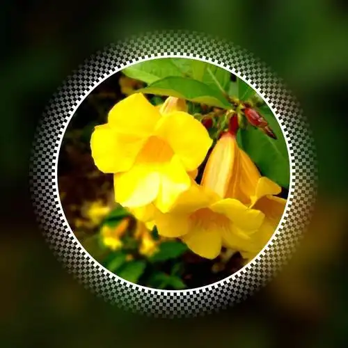 有一种花叫《好男人花》