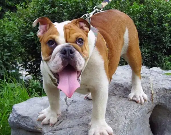 英国斗牛犬吃什么狗粮好英斗狗粮如何选择