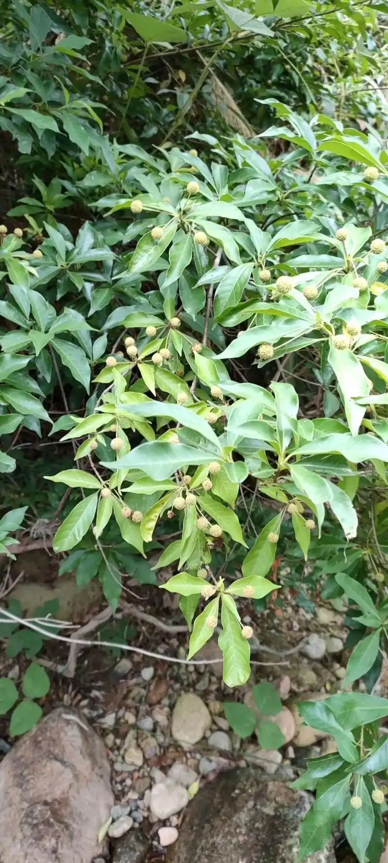 河边很多这种水杨梅,盆栽,造景最佳 - 抖音