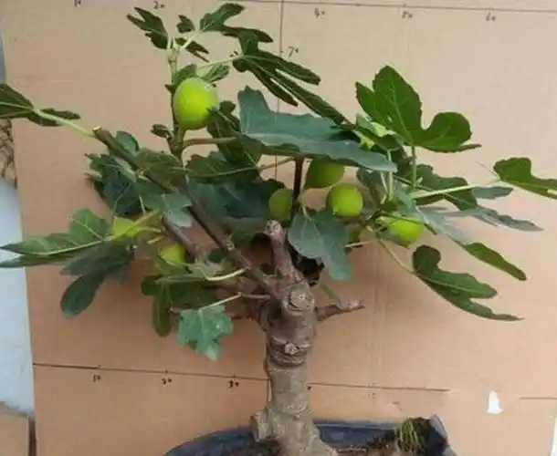 5种果树,都适合种"阳台",随便种几棵,1次能收10多斤,吃不完