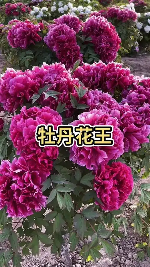 富贵花牡丹花王