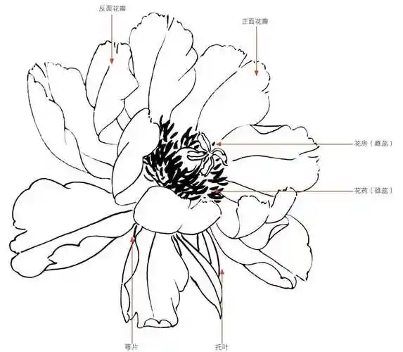 零基础工笔画教程:分步骤图解教你画牡丹,从结构到花瓣,快学习