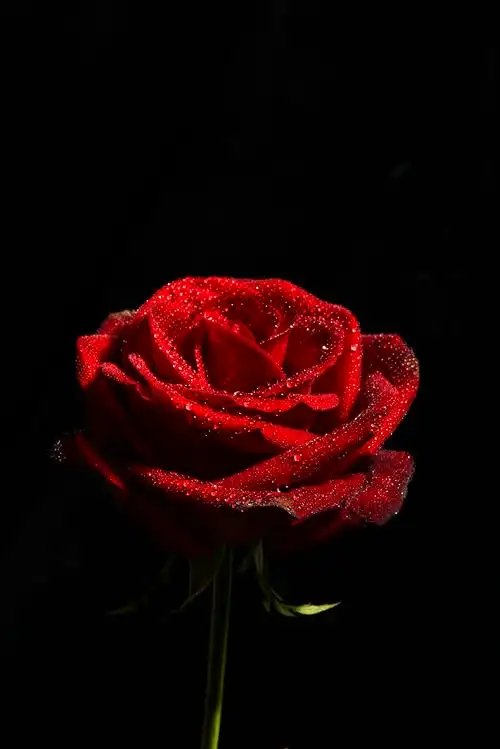 花卉红玫瑰拍摄