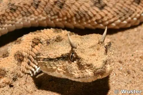 撒哈拉角蝰saharahornedviper